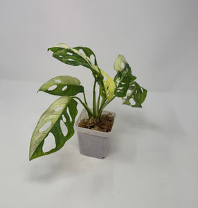 Monstera Adansonii Variegated B