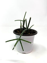 Load image into Gallery viewer, Rhipsalis Pilocarpa (Ships within Canada only)