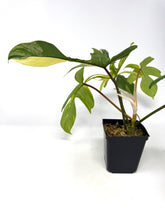 Load image into Gallery viewer, Philodendron Florida Beauty B