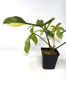Philodendron Florida Beauty B