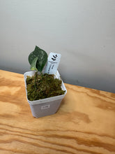 Load image into Gallery viewer, 178. Hoya Coriacea Silver