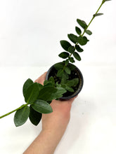 Load image into Gallery viewer, Hoya Densifolia