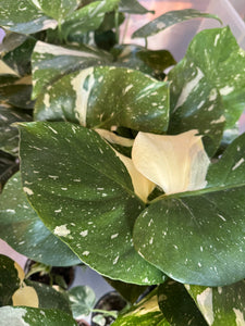 Monstera 'Thai Constellation' (high variegation, 4.5”)