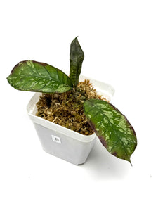 Hoya Gunung Gading Ghost B