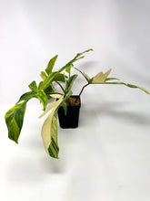 Load image into Gallery viewer, Philodendron Florida Beauty G
