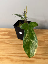 Load image into Gallery viewer, 90. Philodendron Florida Beauty