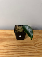 Load image into Gallery viewer, 20. Hoya Onychoides