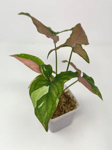 Syngonium Tricolour ‘Red Spot’