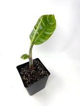 Load image into Gallery viewer, Musa Ae Ae Variegated Banana Tree (Ships within Canada only)