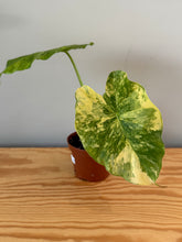 Load image into Gallery viewer, 266. Alocasia Odora Yellow Variegated