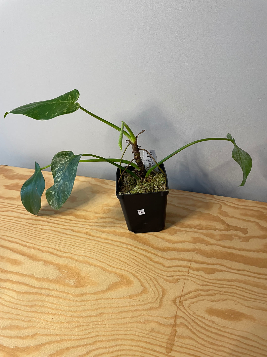 21. Philodendron Giganteum Variegated