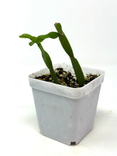 Load image into Gallery viewer, Rhipsalis Paradoxa (Ships within Canada only)