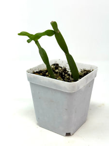 Rhipsalis Paradoxa (Ships within Canada only)