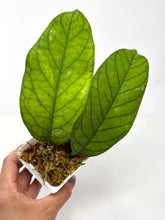 Load image into Gallery viewer, Hoya Meredithii