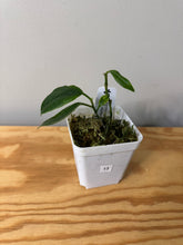 Load image into Gallery viewer, 13. Hoya Albiflora