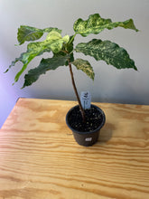 Load image into Gallery viewer, 54. Ficus Aspera Variegated