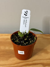 Load image into Gallery viewer, 103. Anthurium Veitchii