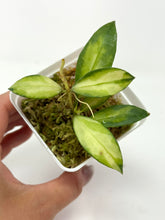 Load image into Gallery viewer, Hoya Walliniana Variegated