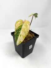 Load image into Gallery viewer, Philodendron Gloriosum Variegated A