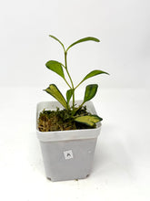 Load image into Gallery viewer, Hoya Manipurensis Variegated A