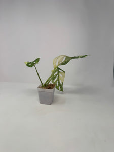 Monstera Adansonii Variegated C