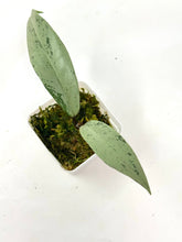 Load image into Gallery viewer, Hoya Pubicalyx Pink Silver Ghost B