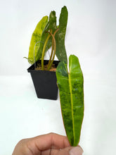 Load image into Gallery viewer, Philodendron Billietiae Variegated B