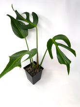 Load image into Gallery viewer, Monstera Burle Marx Flame (large)
