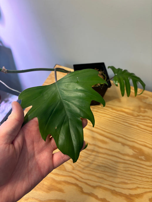 239. Philodendron Mayoi