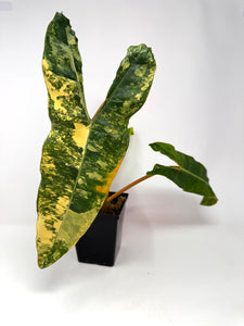 Philodendron Billietiae Variegated A