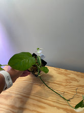 Load image into Gallery viewer, 43. Epipremnum Pinnatum Albo Variegated