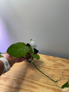 43. Epipremnum Pinnatum Albo Variegated