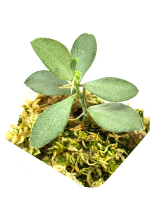 Hoya Nummularioides Silver
