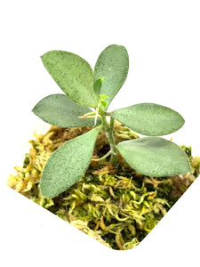 Hoya Nummularioides Silver