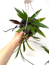 Load image into Gallery viewer, Hoya Pubicalyx 6” Hanging Basket