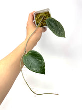 Load image into Gallery viewer, Hoya Glabra Silver F