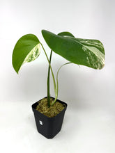 Load image into Gallery viewer, Monstera Deliciosa Albo Variegated M