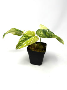 Philodendron Gloriosum Variegated A