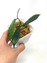 Load image into Gallery viewer, Hoya Rostellata 'Hummingbird'