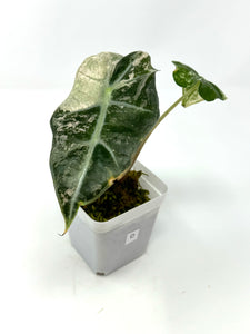 Alocasia Amazonica Variegated C