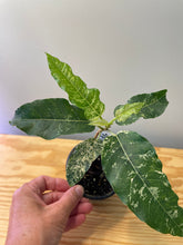 Load image into Gallery viewer, 57. Ficus Aspera Variegated