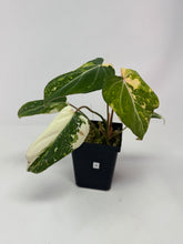 Load image into Gallery viewer, Philodendron Gloriosum Variegated A
