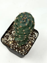 Load image into Gallery viewer, Cereus Forbesii cv. Spiralis 'Spiral Cactus' (Ships within Canada only)