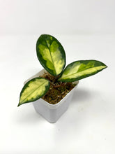 Load image into Gallery viewer, Hoya Carnosa ‘Krimson Princess’
