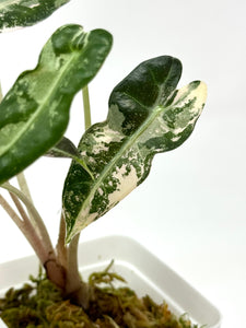 Alocasia Bambino Pink Variegated F