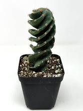Load image into Gallery viewer, Cereus Forbesii cv. Spiralis 'Spiral Cactus' (Ships within Canada only)