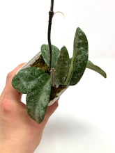 Load image into Gallery viewer, Hoya Carnosa Grey Ghost C