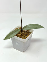 Load image into Gallery viewer, Hoya Pubicalyx Pink Silver Ghost E