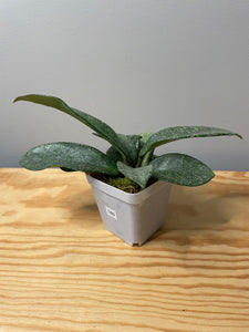 180. Hoya Argentea Princess (reverted)