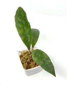 Hoya Lambii Silver E